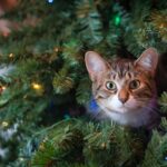 cat in the xtmas tree