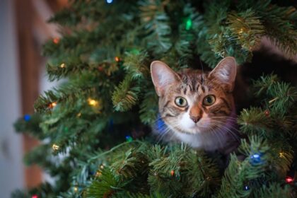 cat in the xtmas tree