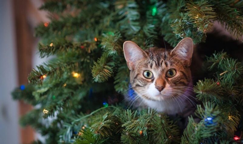 cat in the xtmas tree