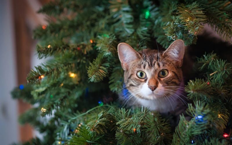 cat in the xtmas tree